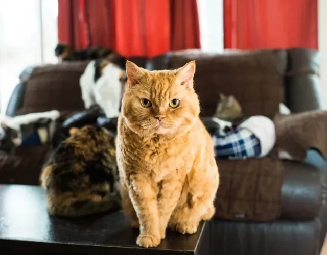 O pelo cacheado do Selkirk Rex é decorrente de uma mutação genética