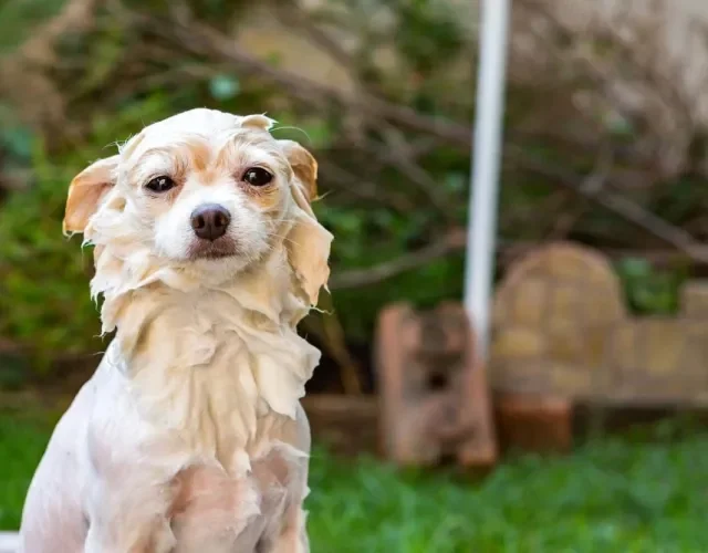 O Lulu da Pomerânia (Spitz Alemão) parece maior por causa do volume dos pelos