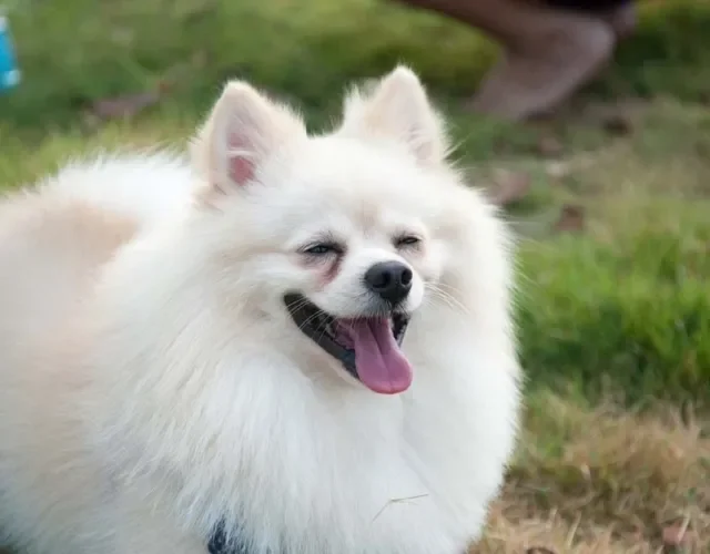 Cachorro Spitz Alemão branco precisa ser escovado duas vezes por semana