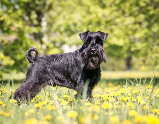 O Schnauzer standard é o que tem tamanho médio