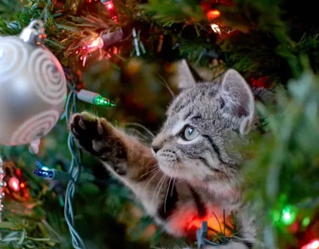 É importante cuidar de gato para que ele não se machuque ao brincar com a árvore