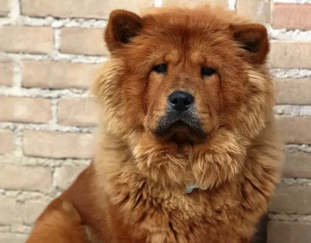 Chow Chow sério