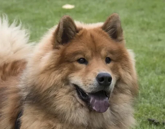 Chow Chow feliz com a boca aberta