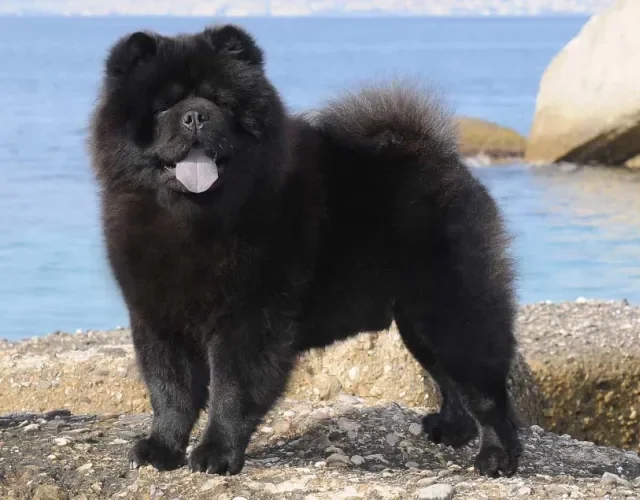 Chow Chow preto com lago de fundo