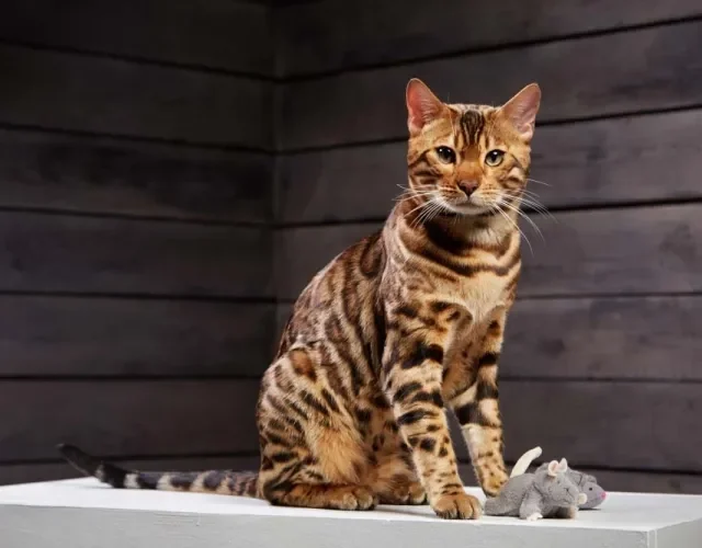 Raça de gato Bengal: preço não é nada comparado a alegria de ter esse felino por perto
