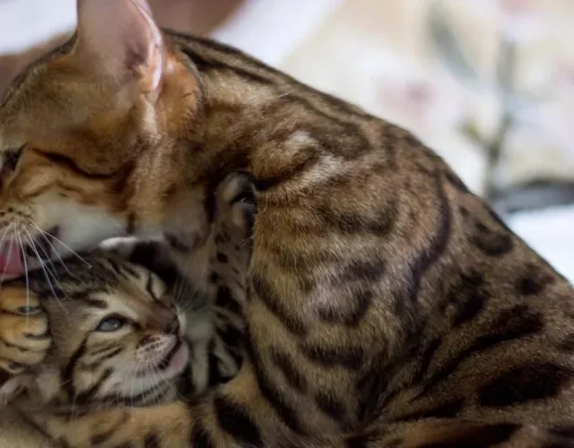 Gato de Bengala são carinhosos com outros animais quando socializados corretamente