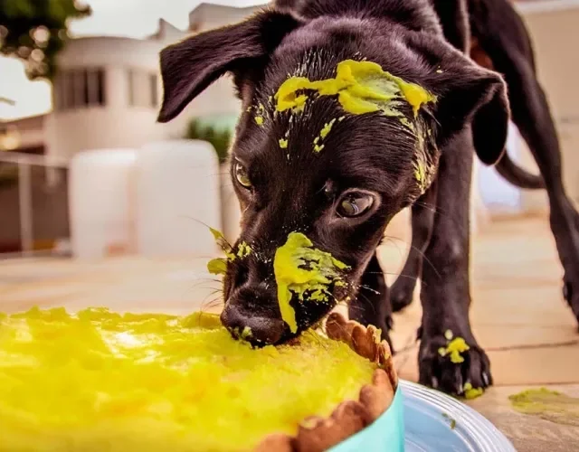 Esperar cortar o bolo para os convidados? Com o Cookie isso não existe