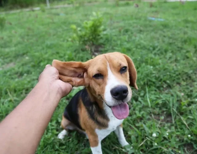 Pessoa pegando orelhas de Beagle na mão