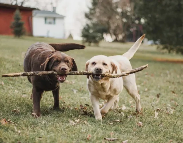 Labrador marrom e outro bege carregando um galho com a boca