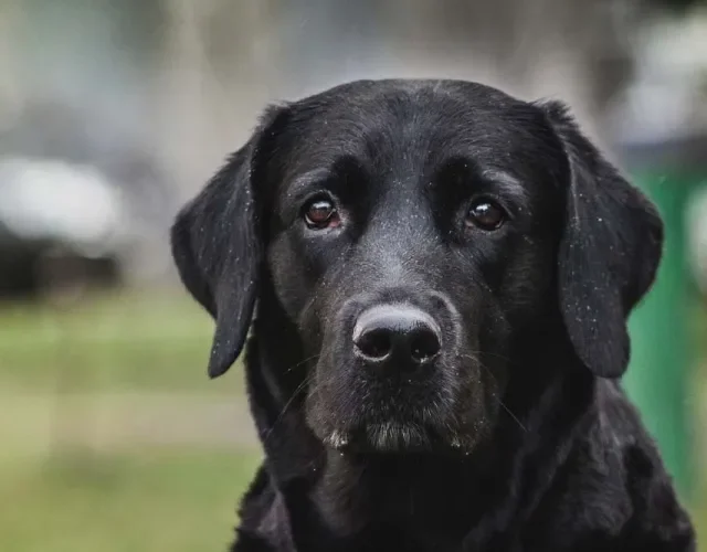 Labrador preto olhando para frente
