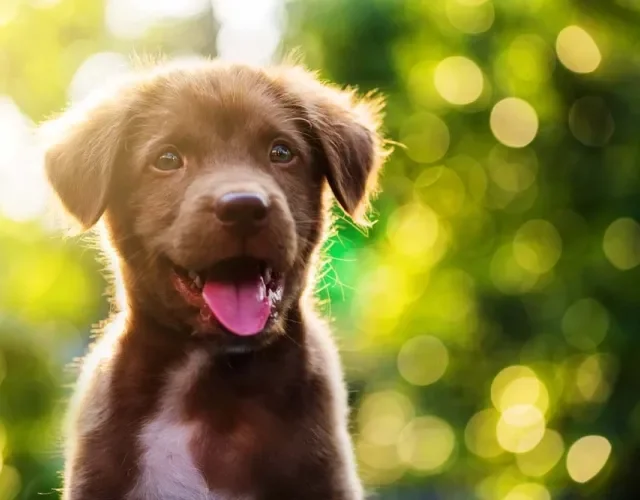 Labrador filhote marrom feliz