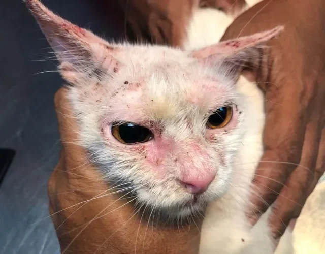 Sarna em gatos: a vermelhidão é um dos principais sintomas da doença