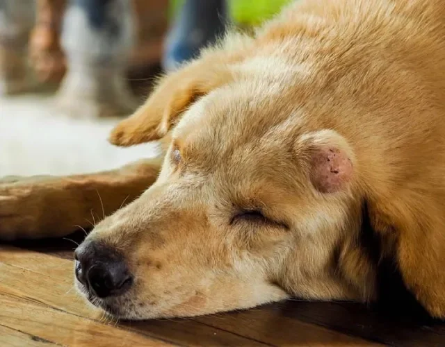  Câncer em cachorro: os nódulos são o sinal mais marcante da doença