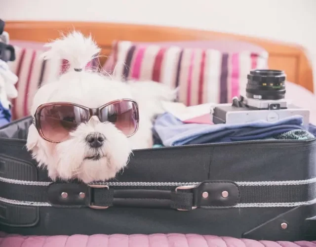 O cachorro Maltês requer banho e tosas regulares para manter os pelos lisos e sedosos