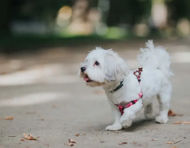Ativo e energético, o Maltês é um ótimo cão de companhia