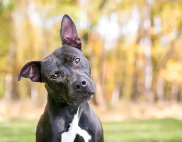 Orelhas levantadas e inclinadas para a frente significam que o cachorro está prestando atenção