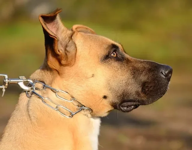 O enforcador para cachorro não é recomendado pelos profissionais