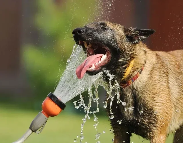 Cachorro com calor: uma forma de amenizar a situação são as brincadeiras na água!