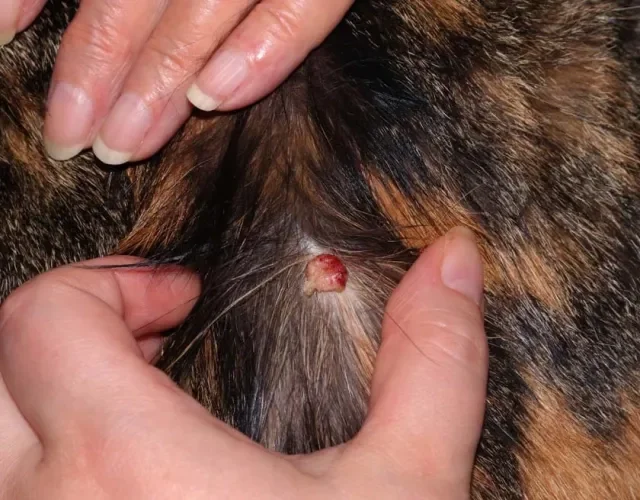 Muitos tipos de câncer em gatos começam com uma pequena ferida ou úlcera
