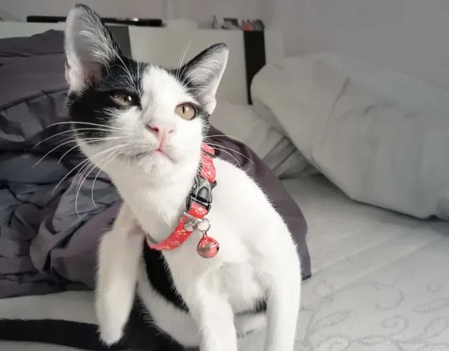 É importanter cortar as unhas do gato para evitar que ele se machuque no dia a dia