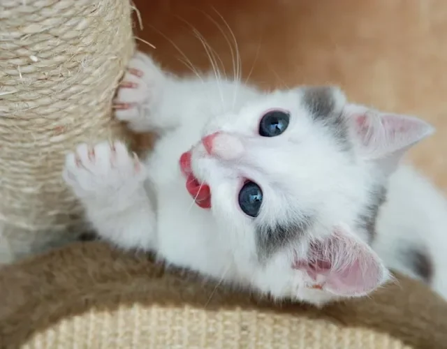 Arranhadores para gatos: hábito natural dos felinos também é uma forma de lidar com o tédio