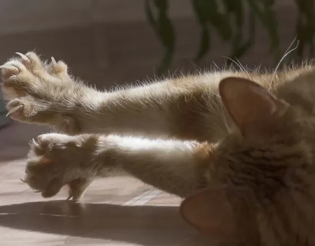Cortar as unhas de gato é essencial para garantir o bem-estar do seu pet
