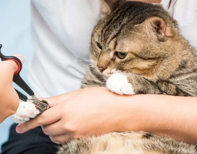 Acostume o seu gatinho a cortar as unhas desde cedo!