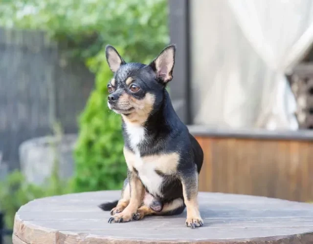 Chihuahua preto sentado em cima de tronco