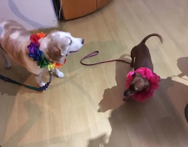 O Guga e a Amora adoram acessórios e já estão com seus colares havaianos para curtir o Carnaval