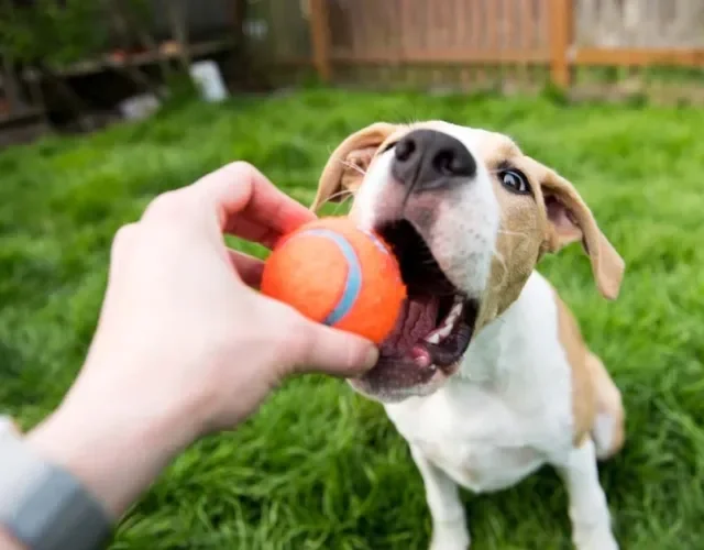 Os cachorros adoram uma bolinha colorida para se divertir e existem várias opções para isso