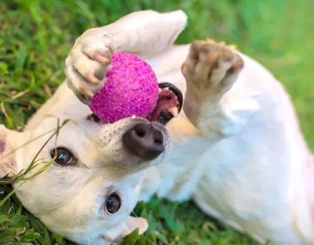 Como os cachorros adoram morder as bolinhas, o ideal é procurar um material mais resistente