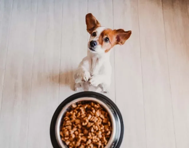 Não faça muita festa e só libere a refeição quando o cachorro estiver menos agitado