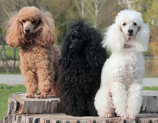 Poodle: cachorro pode ter diferentes cores que variam do preto ao branco