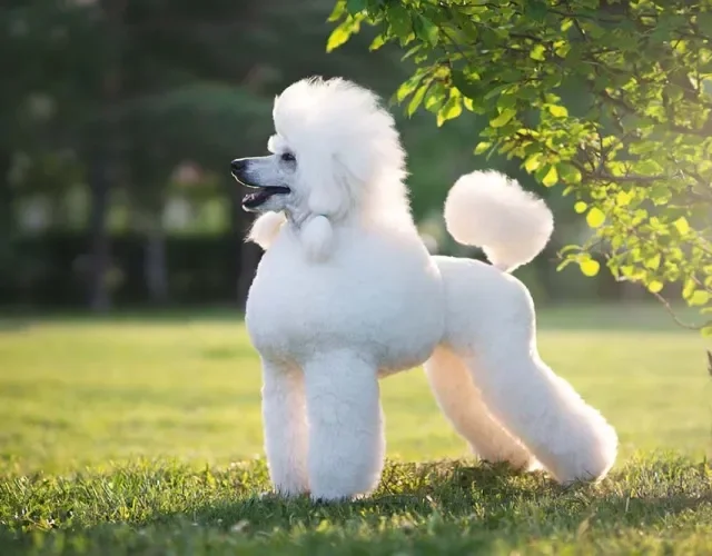 Poodle Grande ou Standard: o cão que deu origem à raça