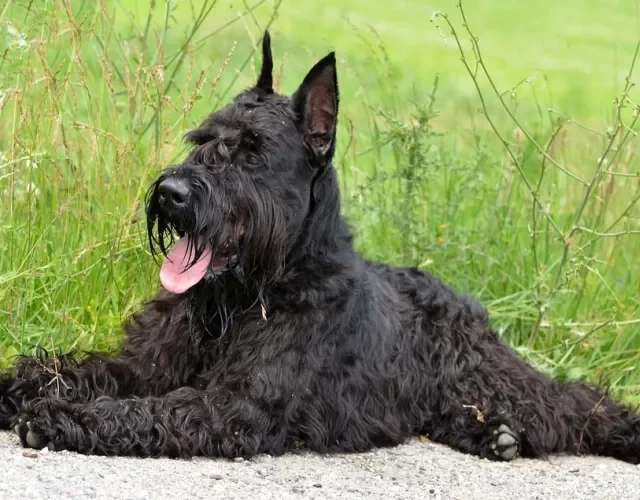 O Schnauzer preto é uma das variações de cores da raça
