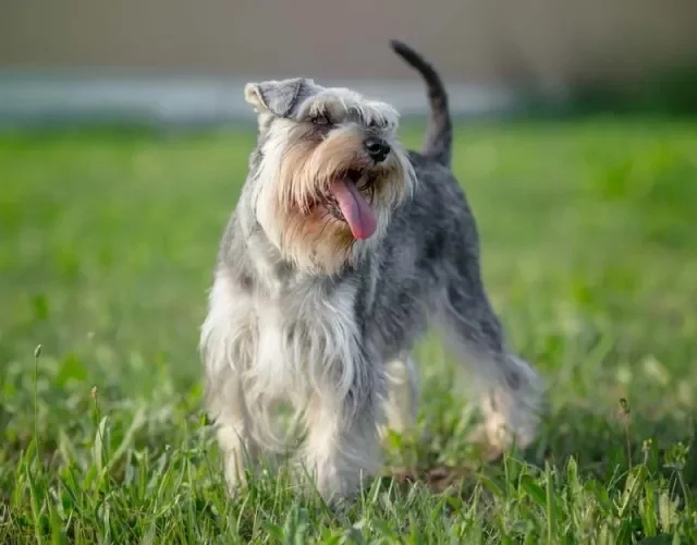 Os cães da raça Schnauzer adoram brincar ao ar livre