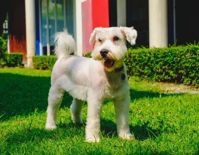 O Schnauzer precisa ser adestrado desde filhote para evitar episódios de desobediência