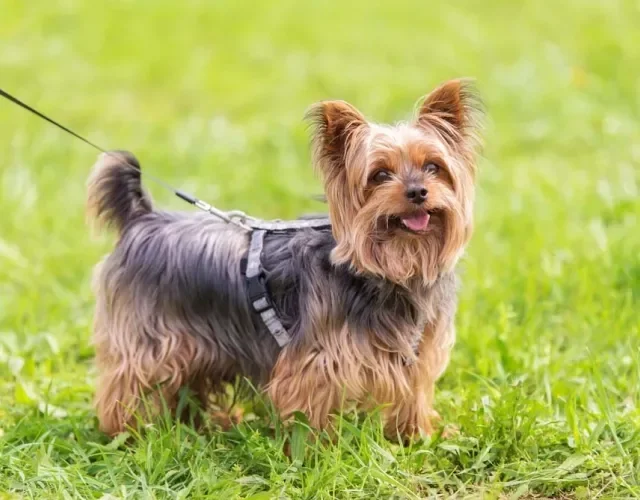 O Yorkshire Terrier é uma das raças de cachorro mais populares no Brasil