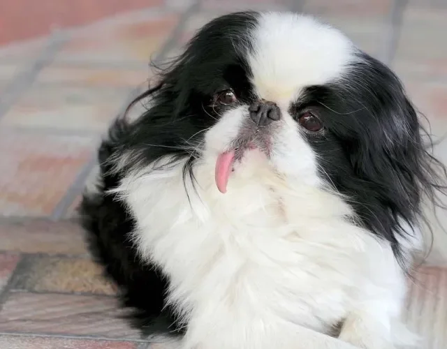 Algumas imagens de cachorro Pequinês são tão fofas que parecem de um bichinho de pelúcia