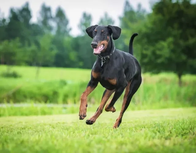 Naturalmente, o Doberman tem o rabo longo e as orelhas caídas