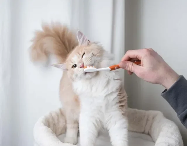 Escovar os dentes do gato: comece a acostumar o felino quando ele ainda é filhote