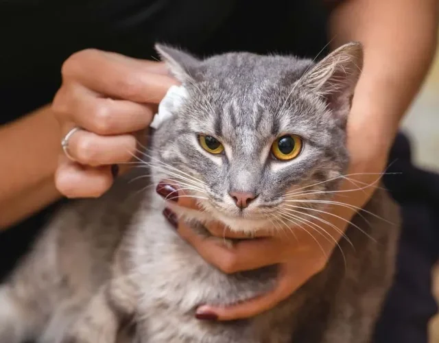 Limpar a orelha do gato não precisa ser um momento traumático para ele e você