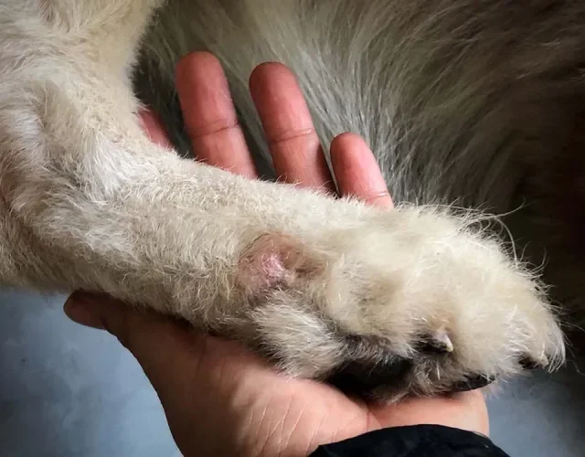 Pessoa segurando a pata de cachorro