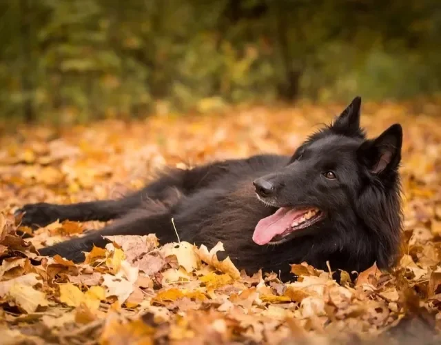 Cachorro Pastor Belga preto é conhecido como Groenendael