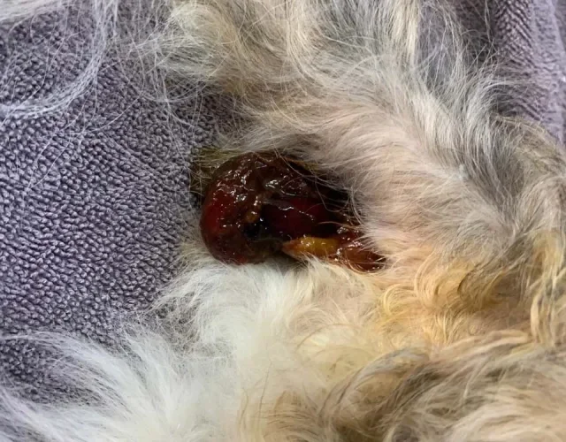 Na melena, cachorro apresenta fezes escuras, pegajosas e com odor fétido