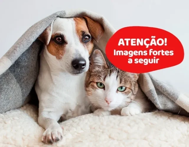 Atenção! Imagens fortes a seguir