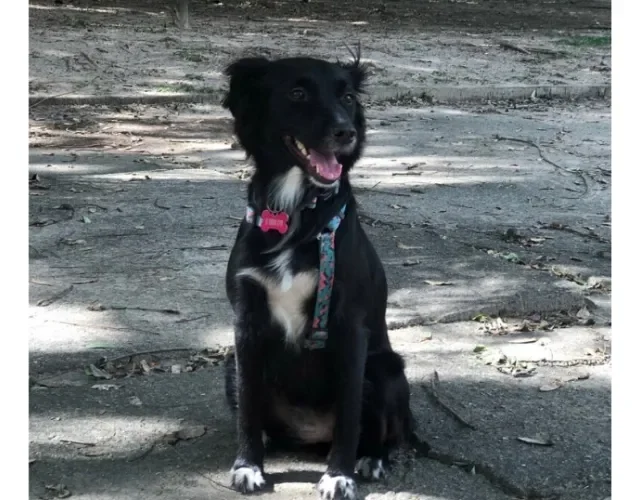 Vira-lata preto peludo