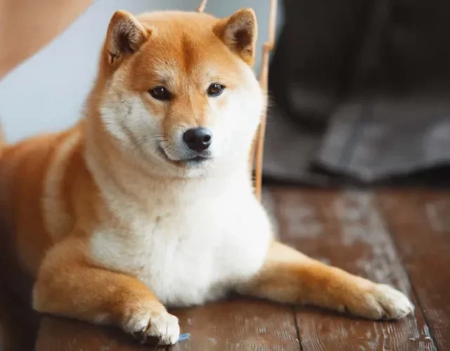 A raça Shibu se adapta muito facilmente a apartamentos e ambientes pequenos