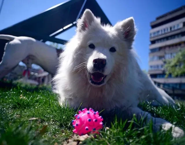 O cachorro Samoieda ama a vida ao ar livre