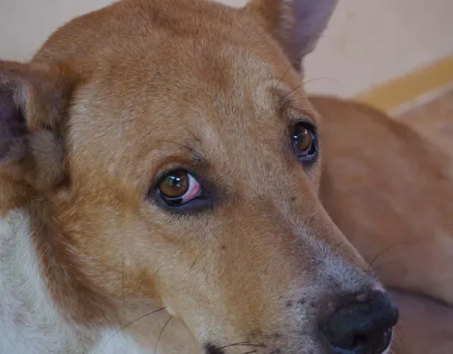 O cachorro com conjuntivite, além do olho vermelho e inchado, também costuma lacrimejar bastante